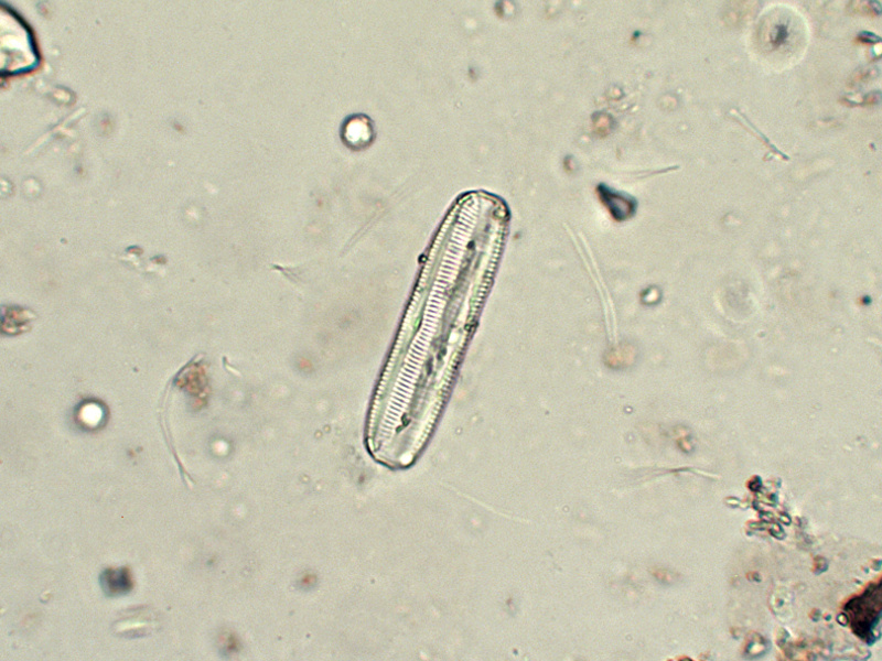 Prima alga osservata